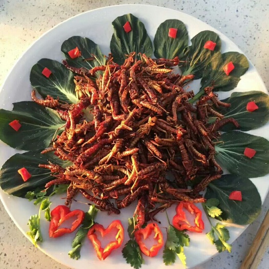 单县东亚飞蝗 蚂蚱