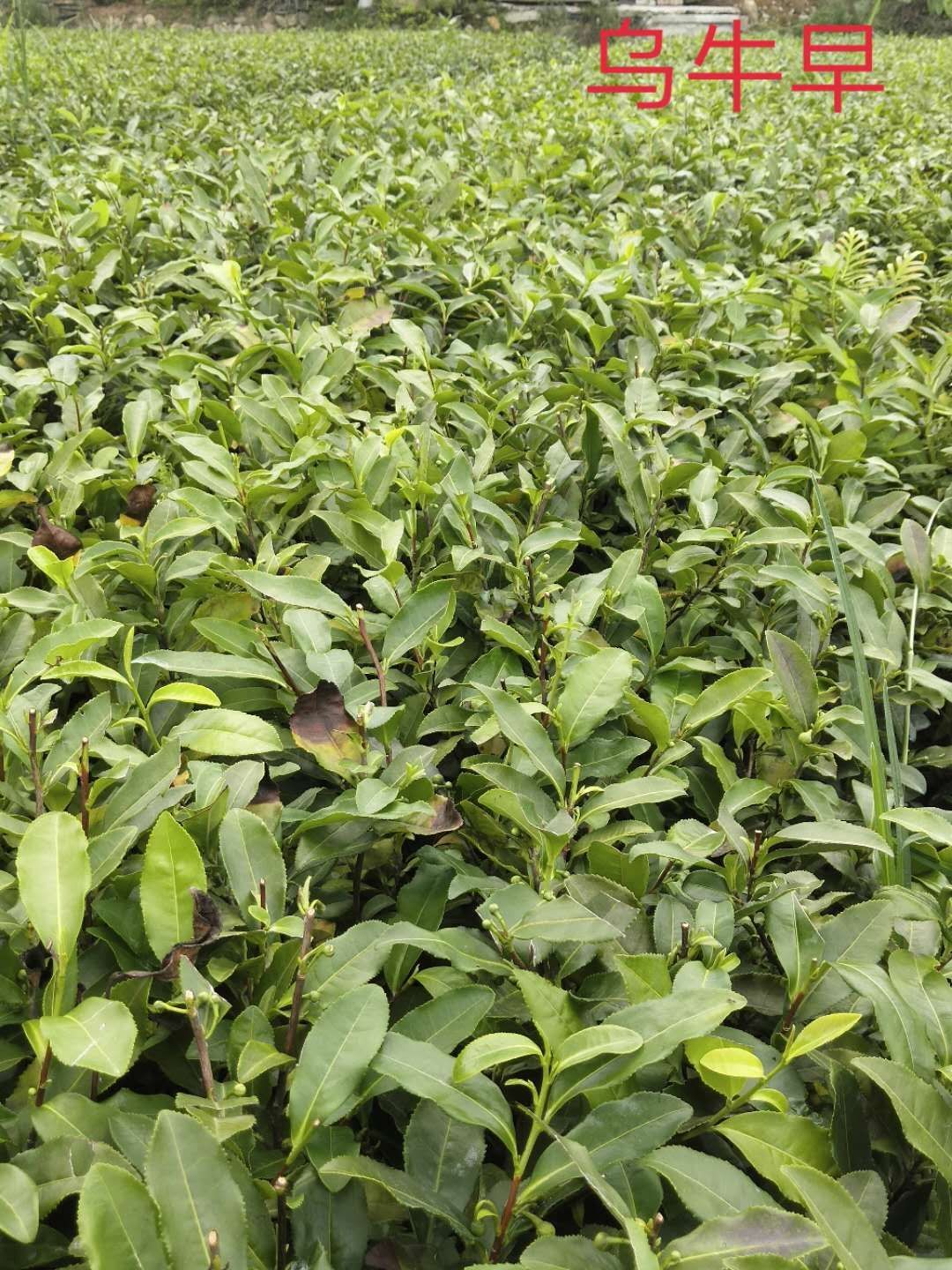  乌牛早茶苗 采茶青一般在正月