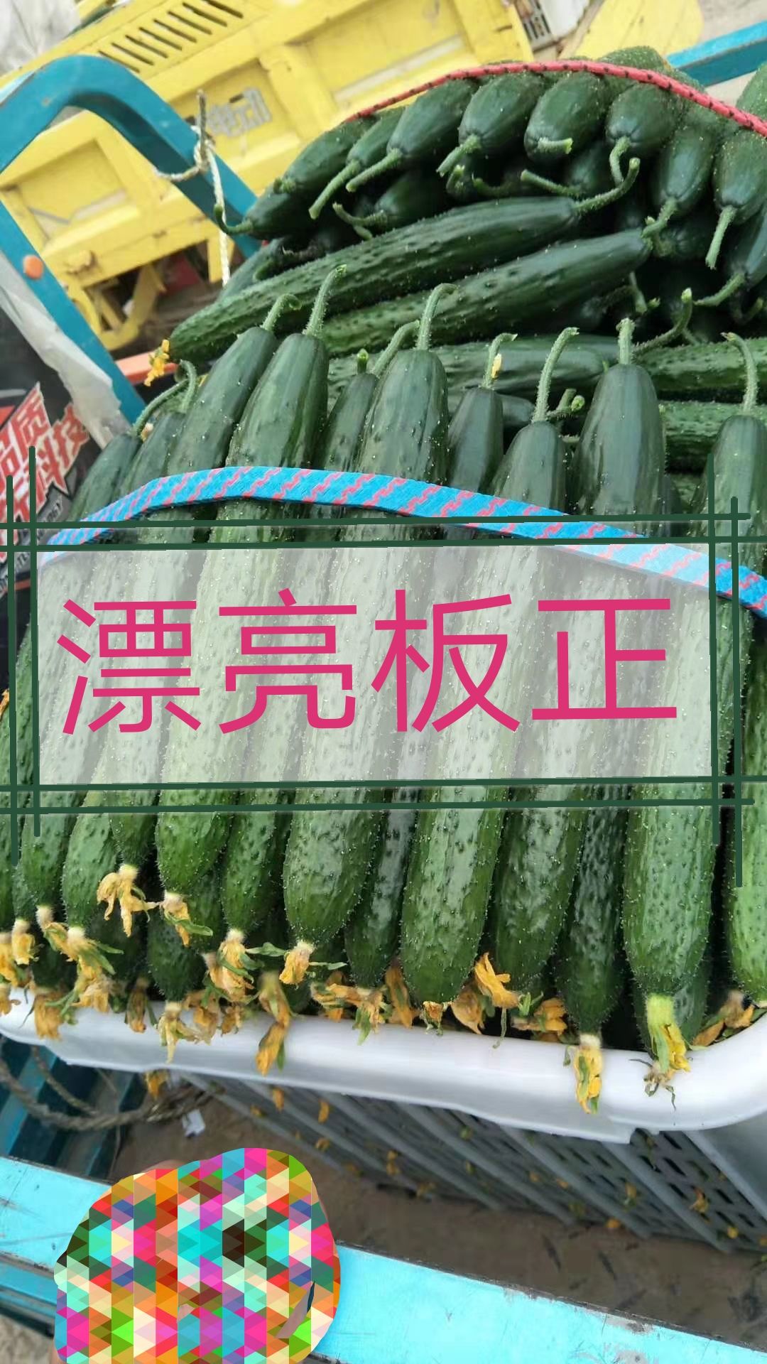 精品黄瓜产地直销代办全国发货