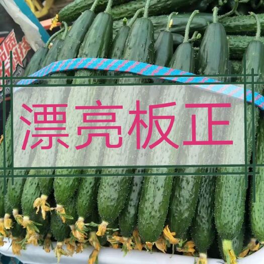 兰陵县 精品黄瓜产地直销代办全国发货
