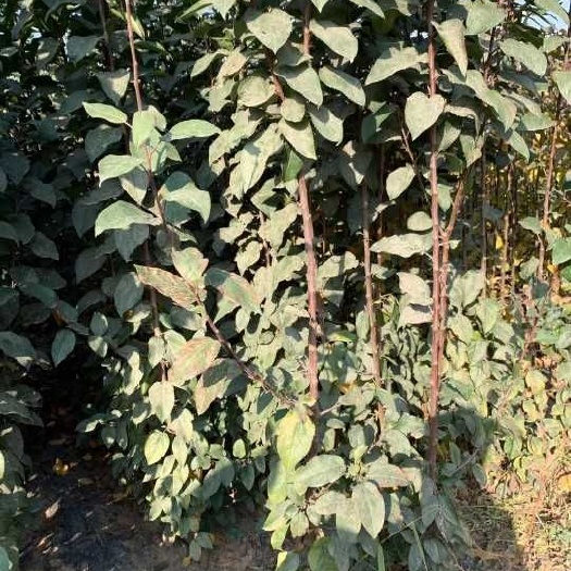 昌黎县 红富士苹果苗