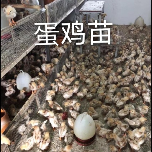 南宁蛋鸡苗 统货