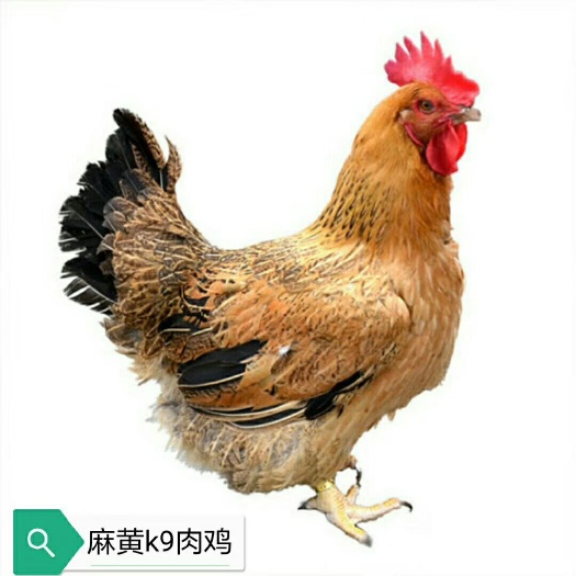 南宁K9鸡苗 K9肉鸡