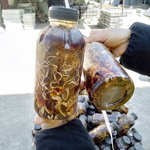 汉中天麻蜜环菌种