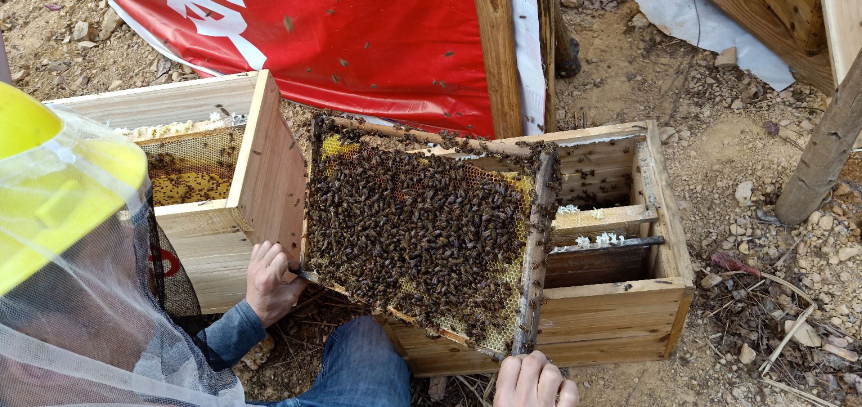 土蜂蜜 塑料瓶装 2年以上 
