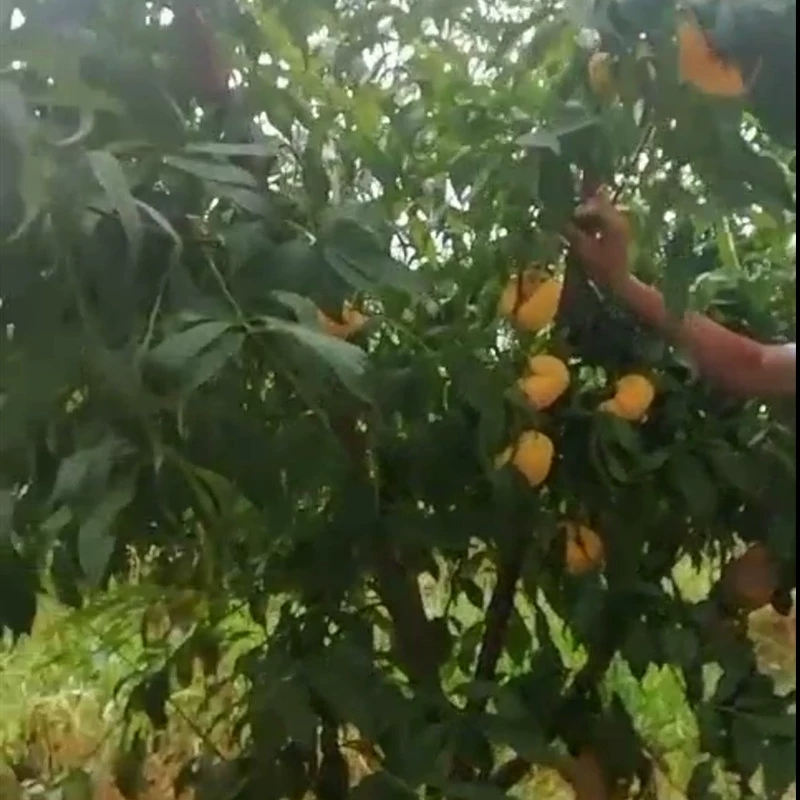 嫁接桃树苗特大黄金蟠桃树苗黄蟠桃苗盆栽地栽南北方种植当年结