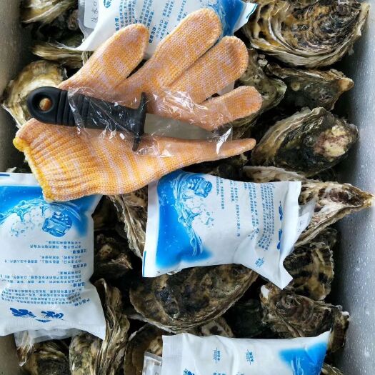 诏安县漳州生蚝 福建诏安湾深水蚝！男人加油站，女人美容院
