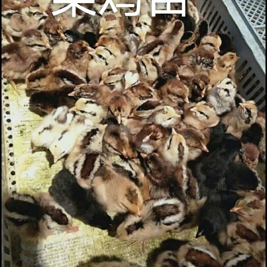 南宁柴鸡苗 统货