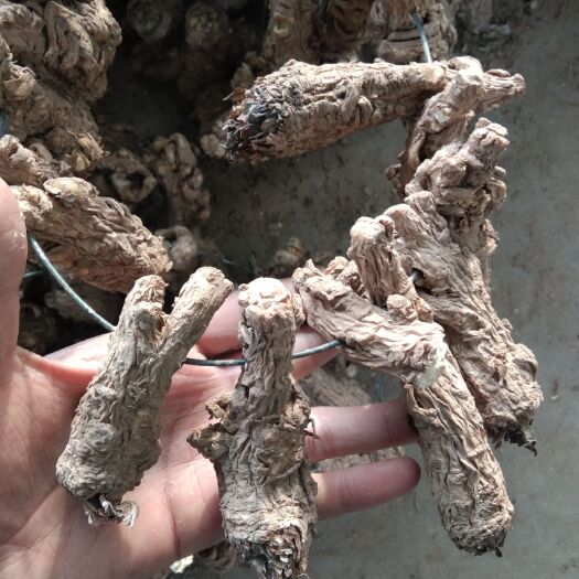 渭源县甘肃岷县当归头10斤农户直发，初加工当归未去皮