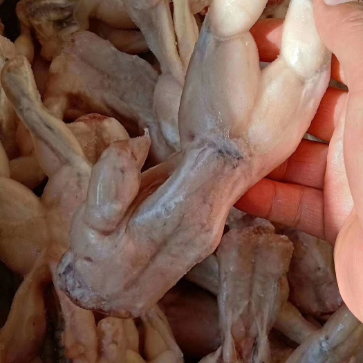 济南牛蛙肉 牛蛙