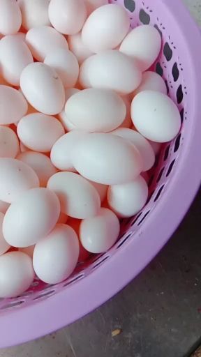 龙游县白鸽蛋 食用 箱装