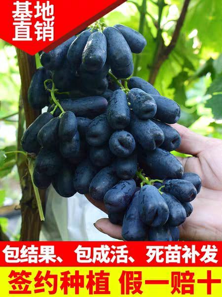 平邑县 蓝宝石嫁接葡萄苗  基地直销  现挖现卖  保证成活