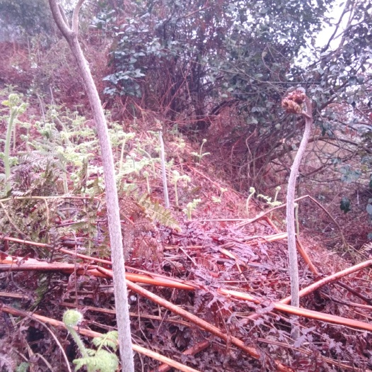 福泉市 贵州纯高山蕨菜 绿色健康