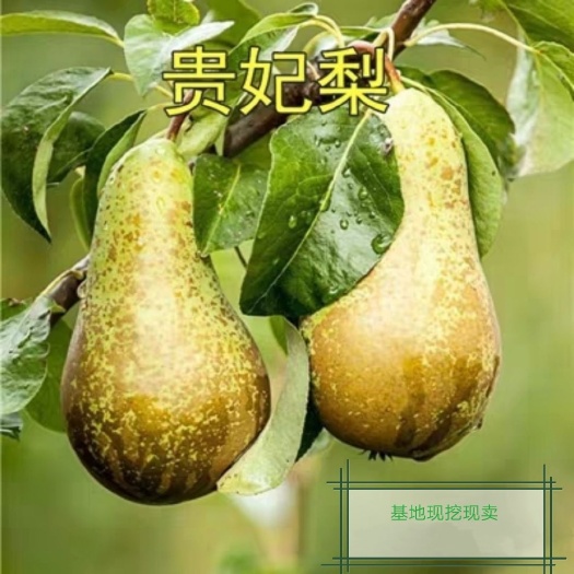 平邑县贵妃梨苗  嫁接果树苗香蕉梨 贵妃梨 大小规格齐全 包邮