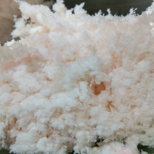 英德市太岁肉灵芝，天然石太岁肉灵芝，长白山溶洞石太岁粉白色，活太岁