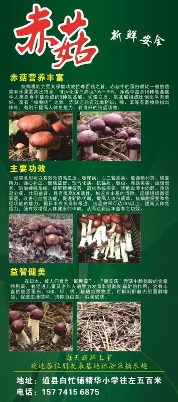 道县赤松茸 赤菇