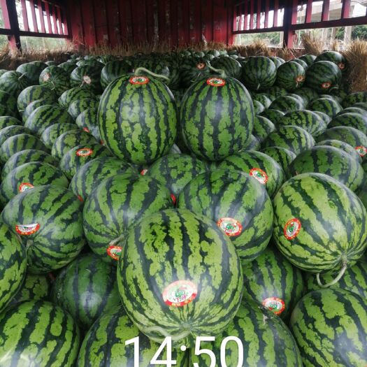 阳西县甜王西瓜大量上市：海量接单中