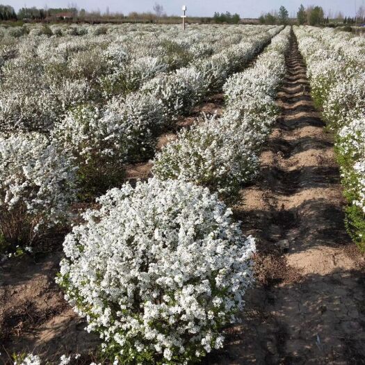  珍珠绣线菊球 雪柳叶绣线菊 耐寒花灌木工程用苗 实地看苗订购