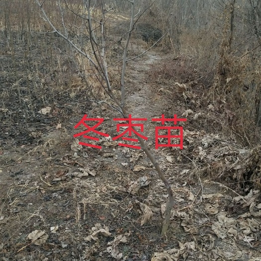 扶风县 枣树苗冬枣