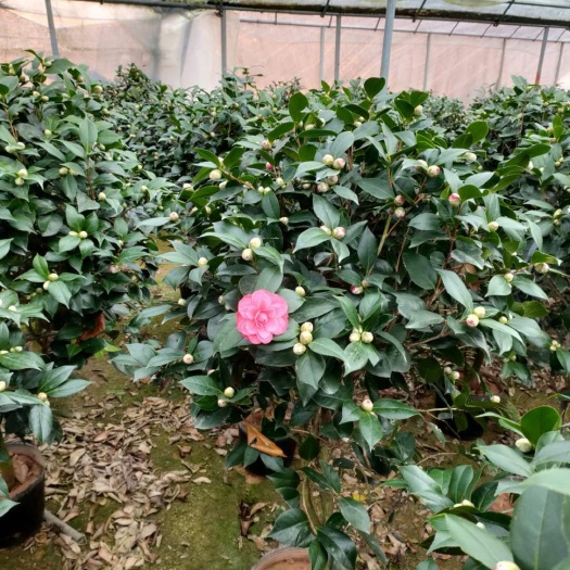 漳平市 赤丹茶花出售
