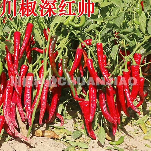 富顺县羊角椒种子 深红帅
