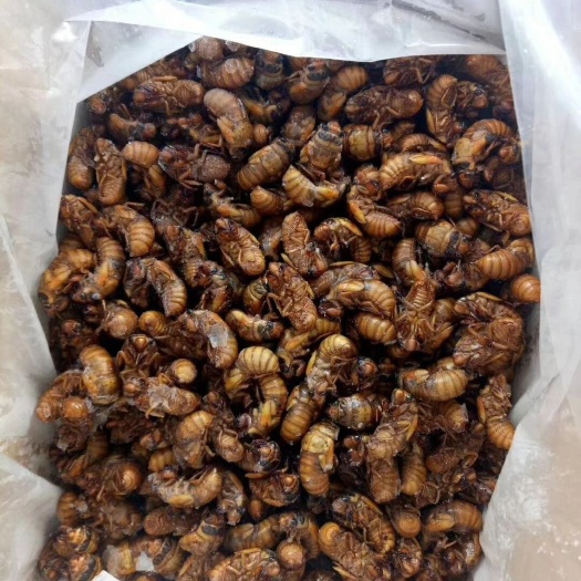 济南金蝉 特产 全国发货 物流快