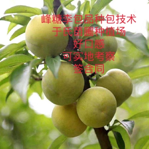 苍溪县蜂糖李树苗  正宗峰糖李嫁接苗，品种纯，提供技术，可代办一切