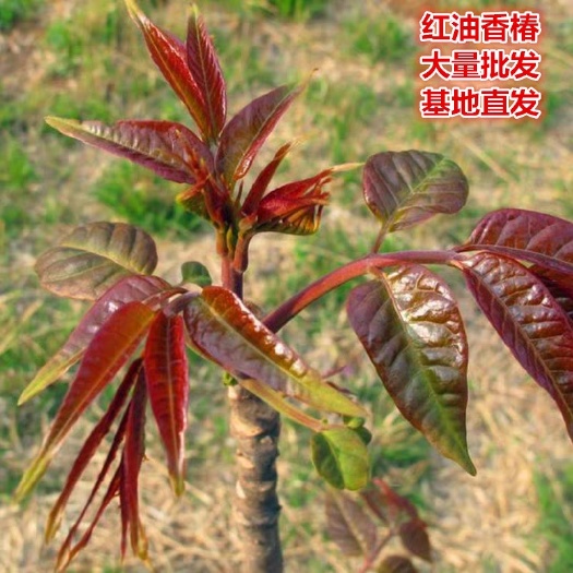 香椿苗红油香椿苗直销点