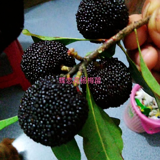 汝城县大黑炭杨梅树苗  乌梅苗，早熟杨梅