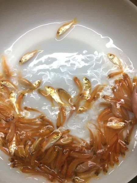 佛山红鲤鱼苗 全红苗 幼苗