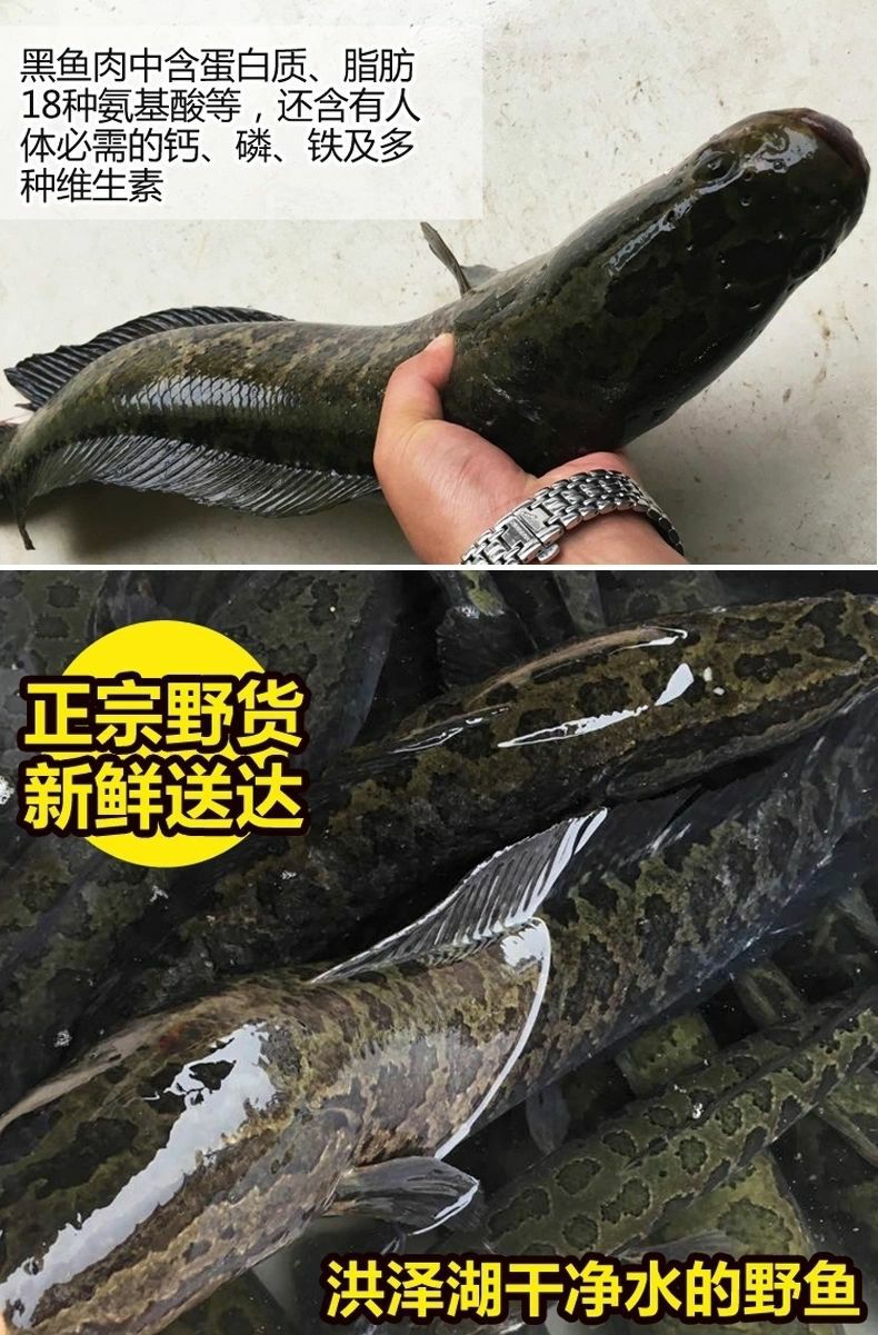 [烏鱧批發]黑魚 【順豐包郵】放養黑魚正宗黑魚烏魚斑魚財魚新鮮清