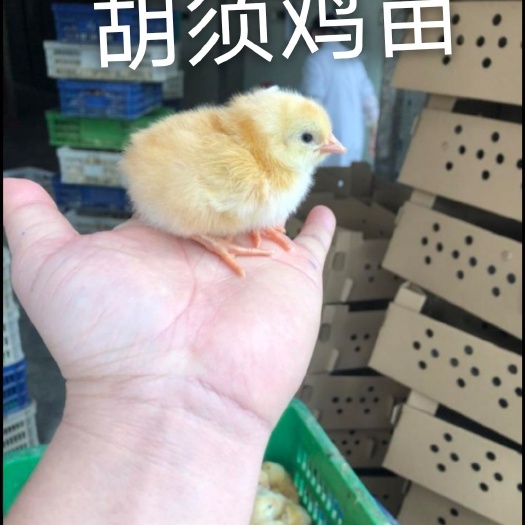 南宁胡须鸡苗 统货