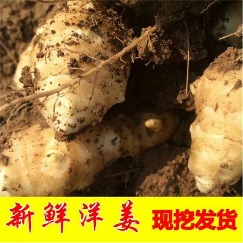 临朐县 5斤洋姜新鲜 洋姜蛋鬼子姜菊芋地姜腌菜新鲜圆果洋姜圆不辣脆