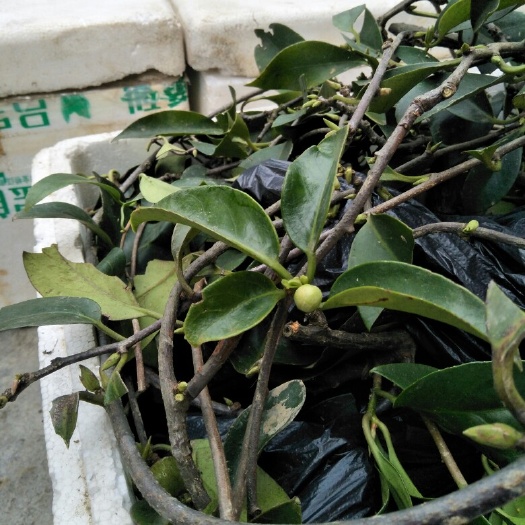 罗城县粉红黑老虎苗 布福娜超大苗出售.品种优良.1个袋子1棵苗.带花苞发货.