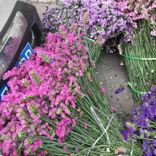 成都云南鲜花 云南十八怪干花  论斤卖模式勿忘我水晶草等