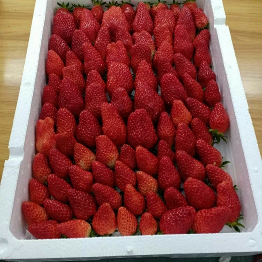 诸暨市 中日合资佳特农业高架草莓种植园