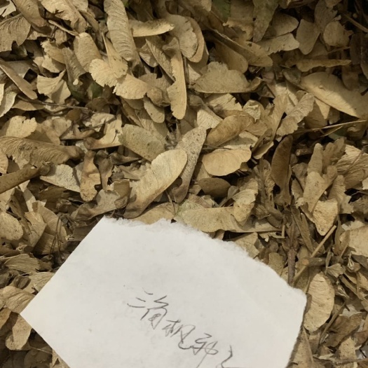  三角枫种子