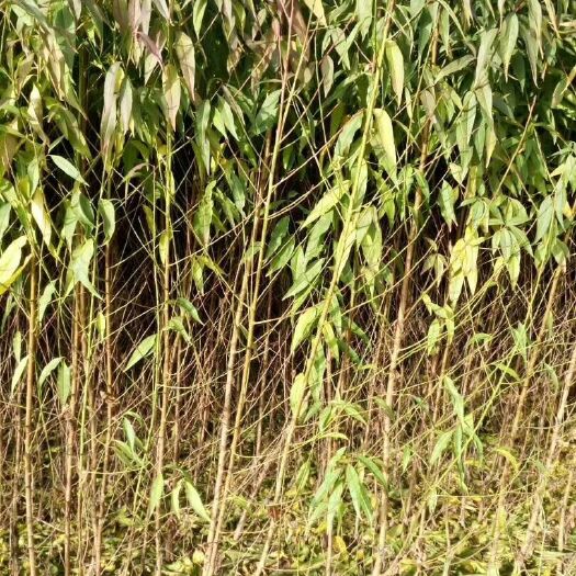 泰安 大量出售桃树实生苗 桃树占地苗 嫁接桃树砧木苗规格齐全桃树苗