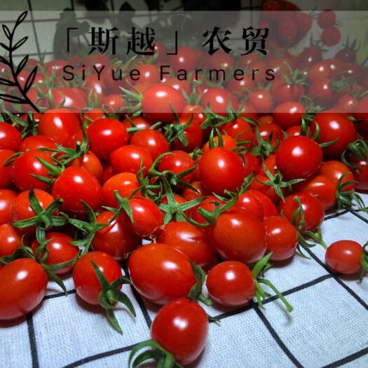 平度市 高品质釜山88圣女果