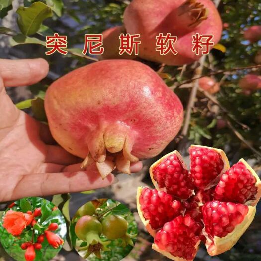 平邑县突尼斯软籽石榴树苗 突尼斯软子石榴苗 包结果 包成活 基地直供 现挖苗 保湿发货