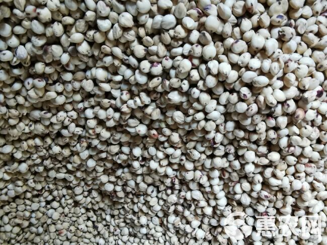 小白人高粱种子 酿酒食用五谷杂粮净含量150-500克