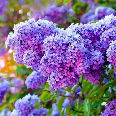 新沂市 丁香花树苗紫丁香花苗四季盆栽地栽南北方耐寒庭院藤植物阳台种植