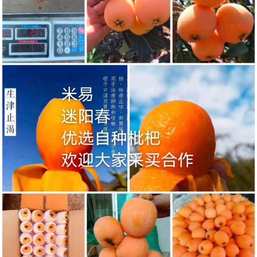 米易县 米易枇杷，现摘现发