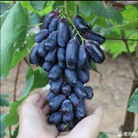 平邑县 甜蜜蓝宝石葡萄苗嫁接葡萄苗基地直销现挖现卖全国包邮保真保挂果