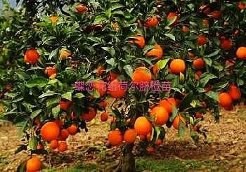 汝城县纽荷尔脐橙苗  赣南脐橙品种