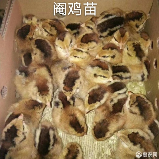 南宁阉鸡苗 统货