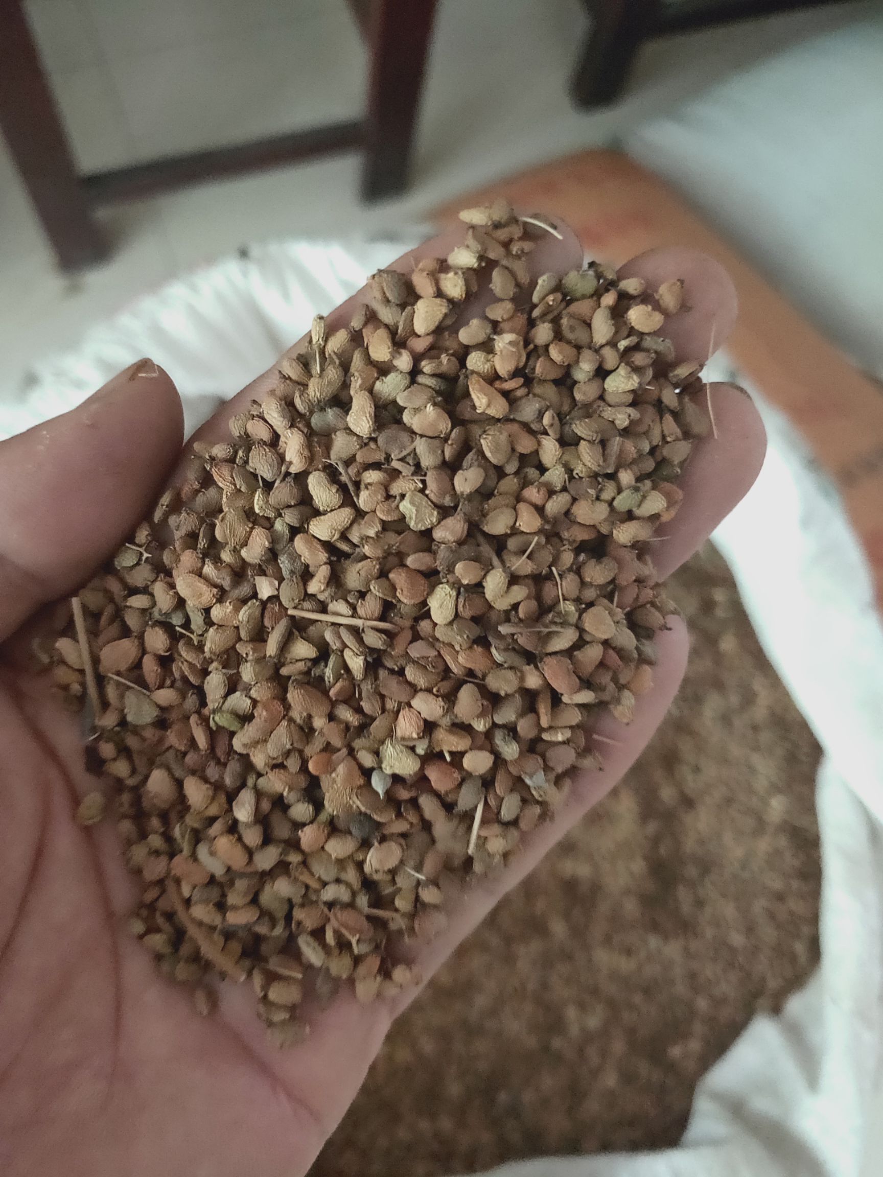 泰安黄栌种子  新货保发芽率高，出苗好