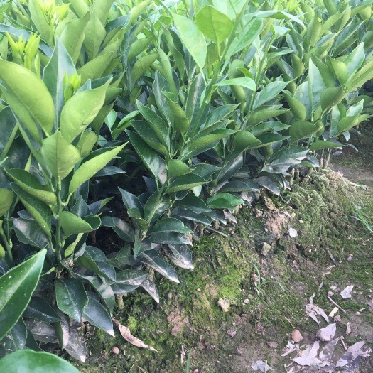 松滋市脐橙树苗 九月红脐橙苗，两年苗，可签纯度合同