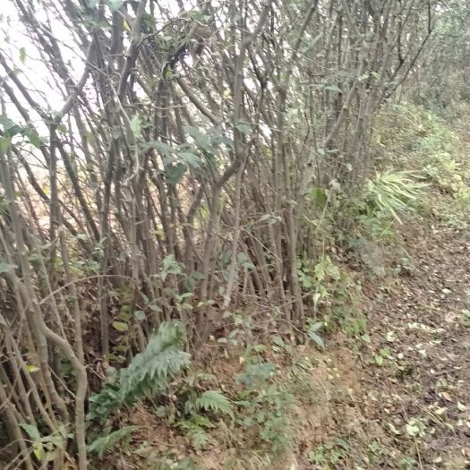 洋县皱皮木瓜苗