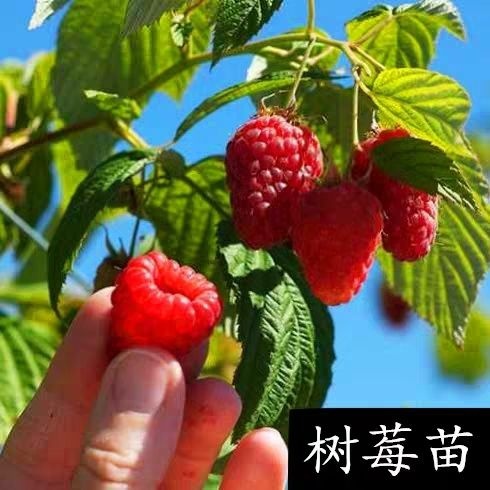红树莓苗   优质树莓苗   挂果多  产量高 全国包邮